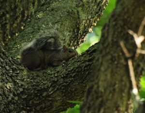 5 S Gray Squirrel - being invisible