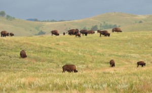 1.1 Grazing bison - Custer SP