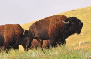 2.1 Roaring Bull - Custer SP