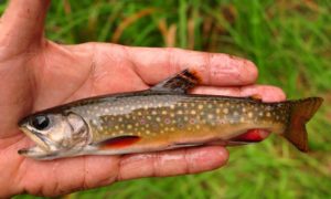 3  Thick as Minnows - 7 and three quarter inch Brook Trout