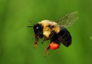 6.3  full load - bumblebee