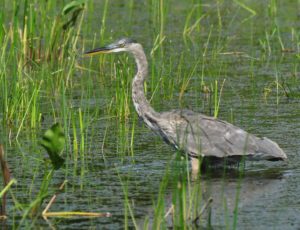 D  GBH in wetland