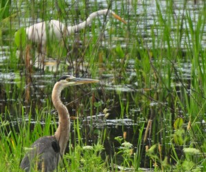 D1 GBH & Egret in Wetland