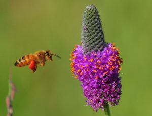 Honey bee - purple p clover - CerroGordo