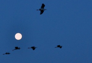 1.1 Night Flight -- Sept Egrets