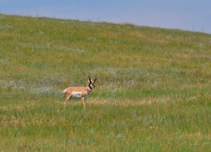 1.7  Pronghorn Country