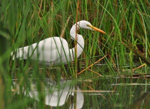 1.7  Stalking the Shallows -- Great Egret