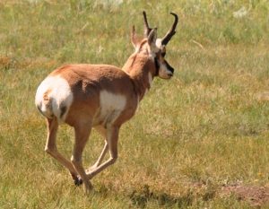 2.1  Pronghorn Rut -- Chasing Does