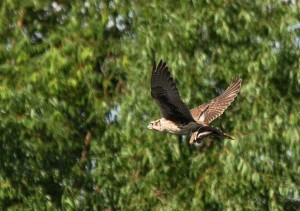 8 Prairie falcon w Killdeer