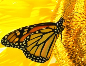9.4 -- Sept Monarch