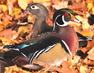 1  In Search of Acorns -- A pair of October wood ducks