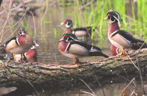 2  A group wood ducks on a quiet river backwater