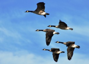 3  No Thanks - Canada Geese