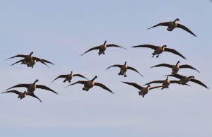4 Incoming - Canada geese