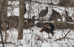 4  Survivors - Jan. turkeys