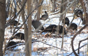 7 Winter Woodland - Wild Turkeys