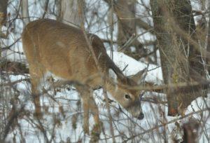 7 woodland trail - adult doe