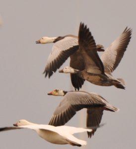 5  Migrating snow geese