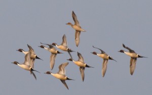 Aerial Ballet -- Pintail Ducks