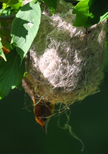 4 Nest construction - Female