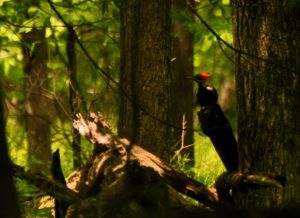 4 Pileated -- first arrival