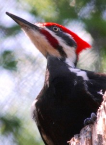 5 Pileated male