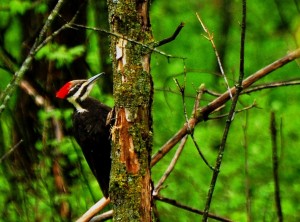 7 Pileated - female - Clayton Cty.