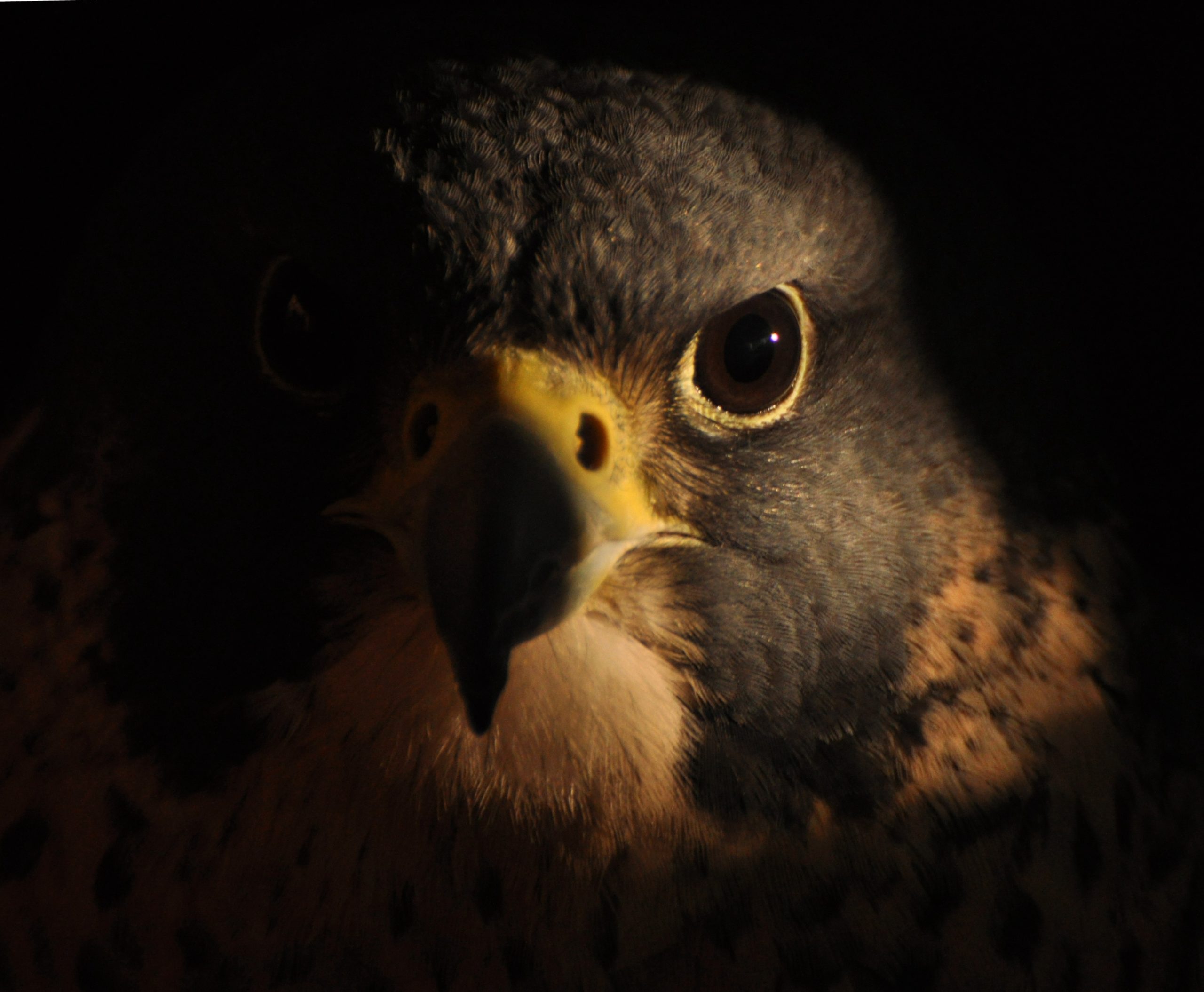 Falcon’s Return - Iowa Wildlife Federation