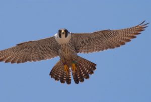 4  Top Gun -- Adult Peregrine Falcon