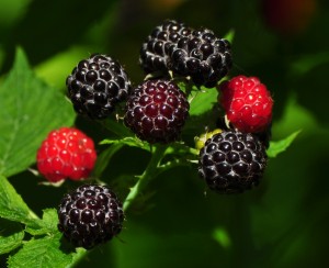 5.1 ripening raspberries