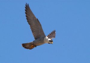 6 Peregrine hunting over Mississippi