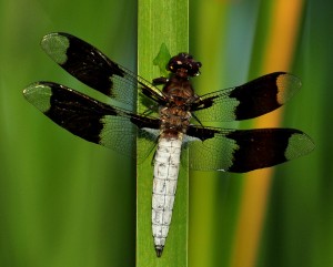 4 - White-tail dragonfly on cattail stalk