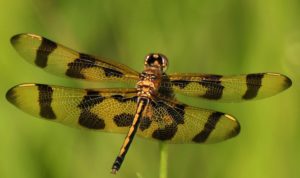 5 - Twelve-spot Dragonfly