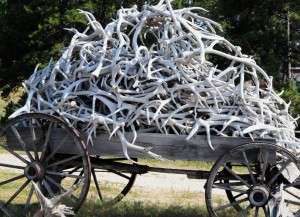 8 Wagon load of elk sheds