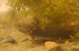 1]  tiger salamander larvae