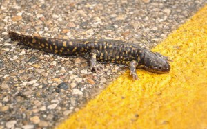2 Crossing the Line -- adult tiger salamander