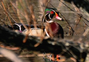 3 -- In the Willows - drake wood duck