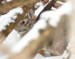 Feb cottontail