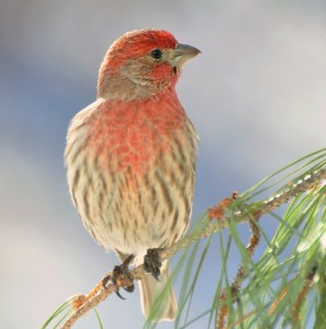 Welcome Visitor - male Hse Finch