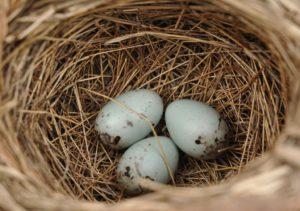 6 eggs red-winged