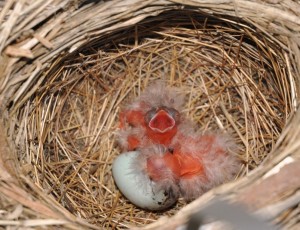 7 hatching red-wings