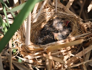 8 red-wing nestlings
