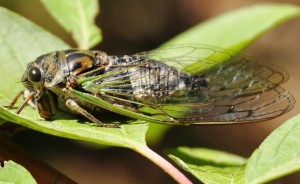 1 annual cicada