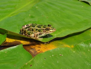 3 Leopard frog on lily pad