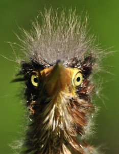 7 Bad Hair Day - green heron fledgling