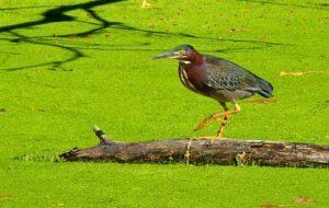 8 Green heron-Rice Lake