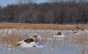 2  Lekwa Marsh  in winter - Clear Lake