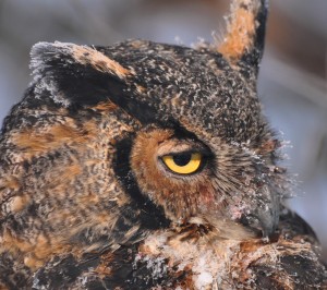 1 Horned owl male