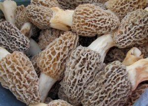 Bluff Country Morels