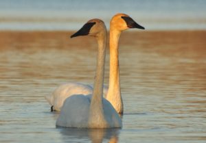 Graceful pair - T. Swans